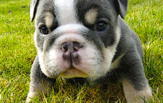 Bulldog Adoption