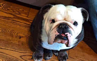 English Bulldog Care Tips
