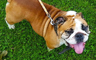 Healthy and Fit English Bulldogs