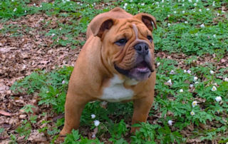 Different Bulldog Types