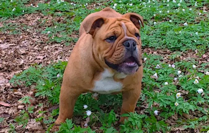 pictures of different bulldogs