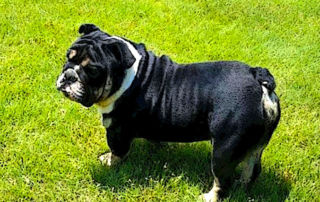 Bulldog Growth Stages