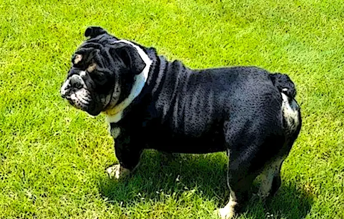 12 week english bulldog