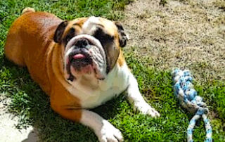 Bulldog Training Techniques