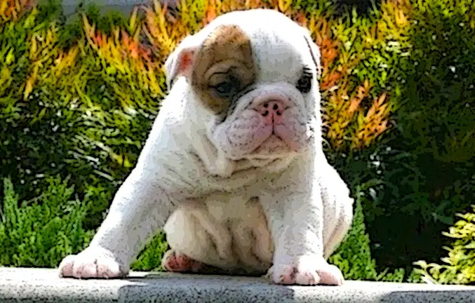 How big will your English Bulldog get and what you should