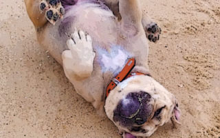 Bulldog Intelligence