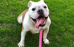 Bulldog Cost