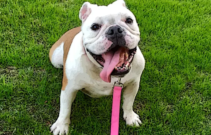 Ever wonder why English Bulldogs cost so much? Me too