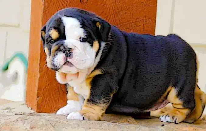 Main things to look for when buying an English Bulldog