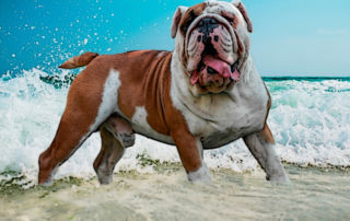 Bulldog Playing in Ocean