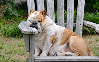 Sleepy English Bulldog